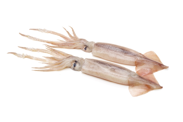 encornet.jpg