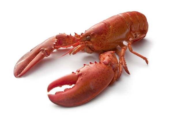 homard.jpg