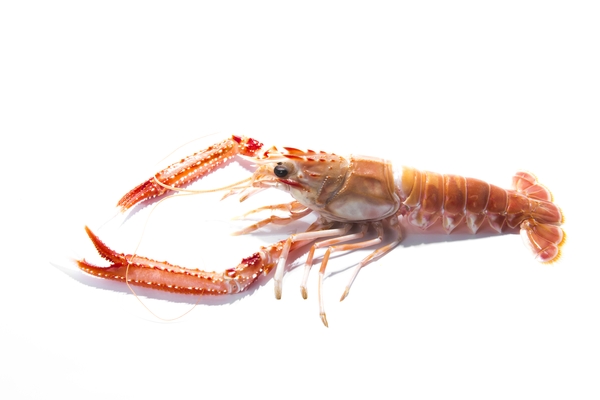 langoustine.jpg