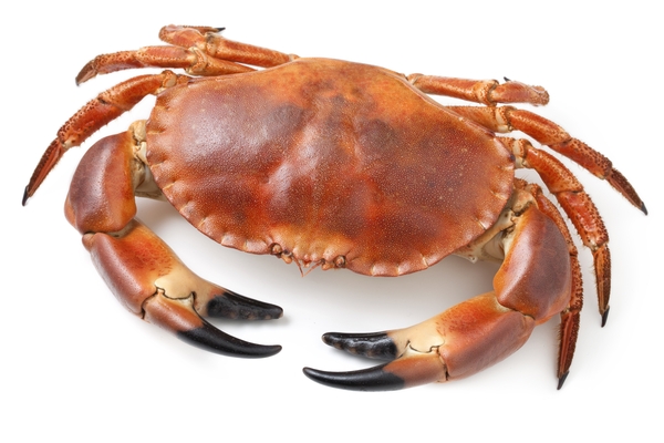 tourteau.jpg