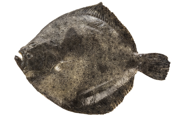 Turbot.jpg