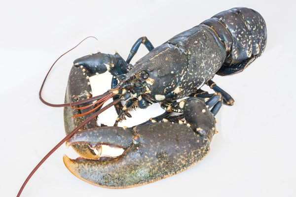 homard_bleu.jpg