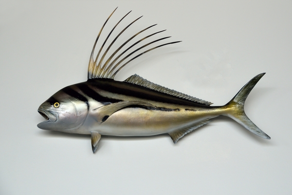 poisson_coque.jpg