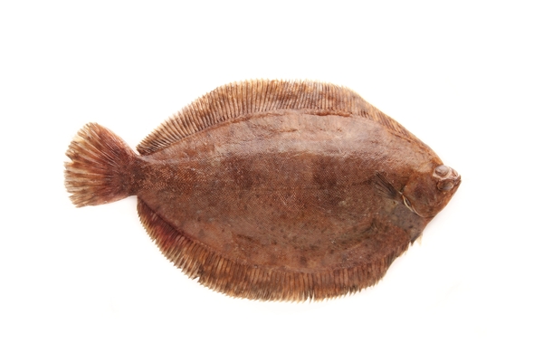 sole.jpg