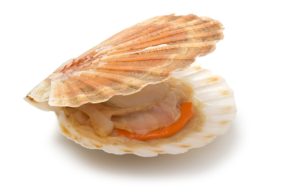 coquille_saint_jacques.jpg