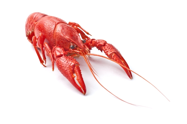 langouste.jpg